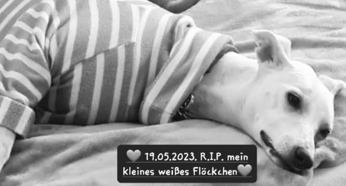 Unsere Goldie ist gestorben… (2)